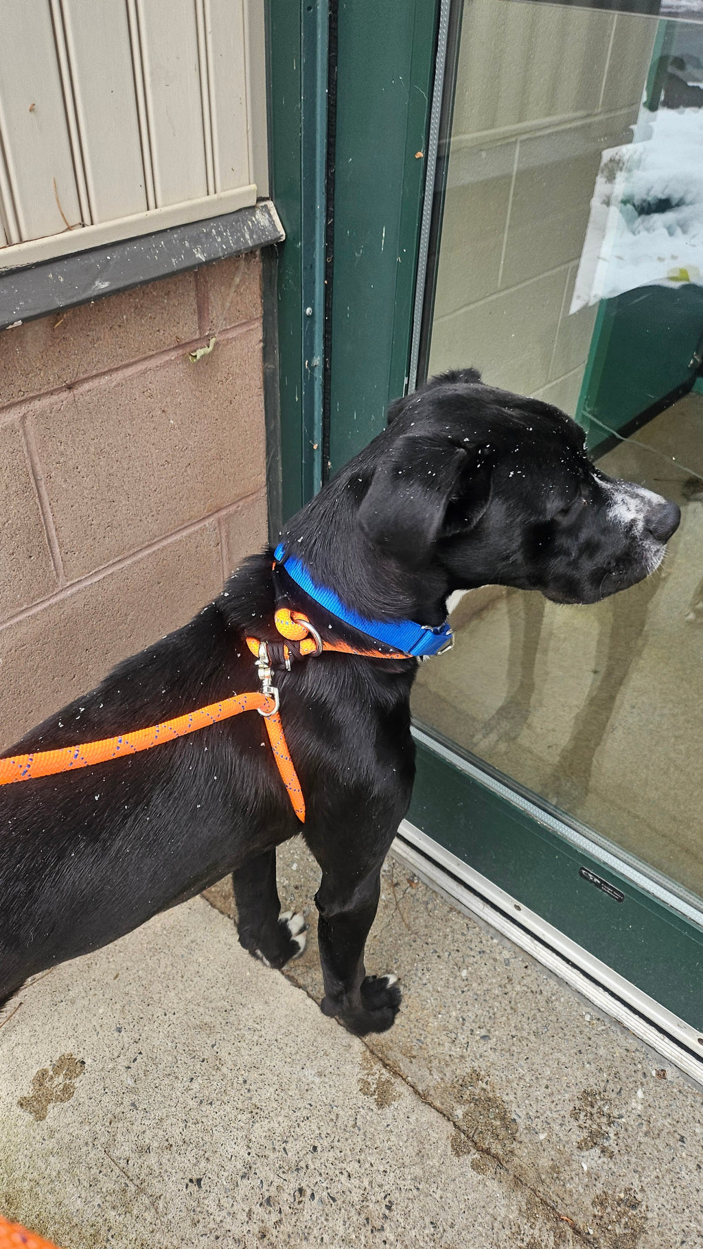 Rescue Pro Harness Leash